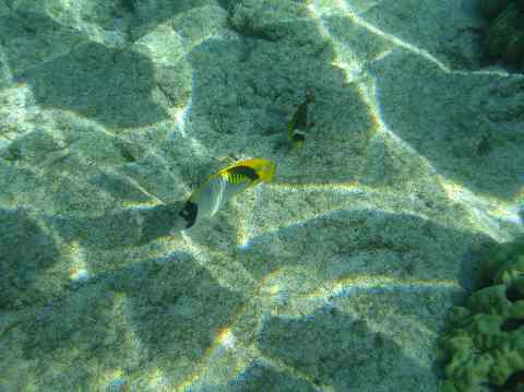 View of snorkeling in Kona